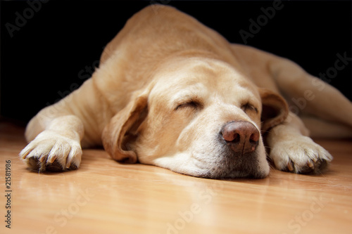dog asleep on the floor