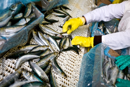 Fish sorting
