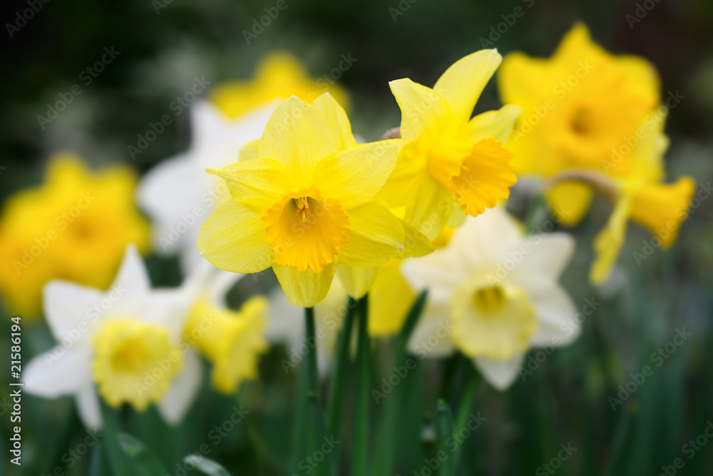 Variety of yellow and white trumpet daffodils Variety of yellow and white trumpet daffodils
