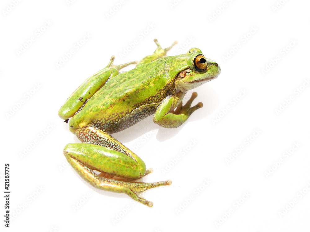 Naklejka premium frosch