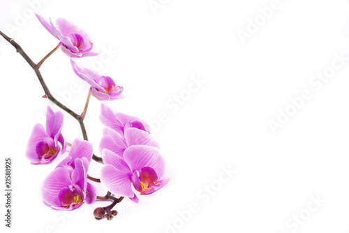 Fototapeta Naklejka Na Ścianę i Meble -  Pink orchid isolated with copy space