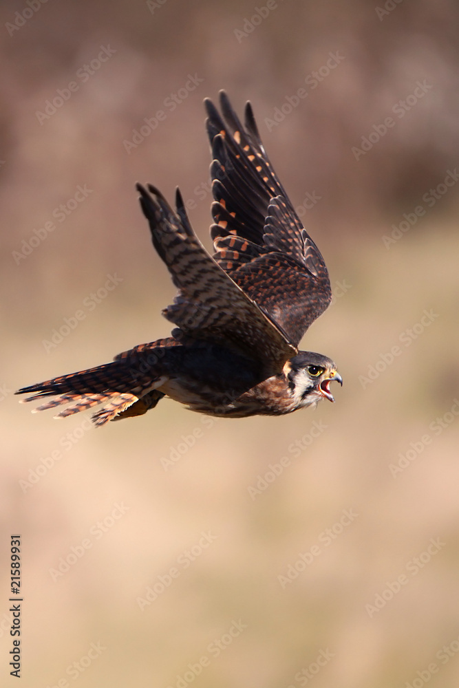 Fototapeta premium Kestrel In Flight