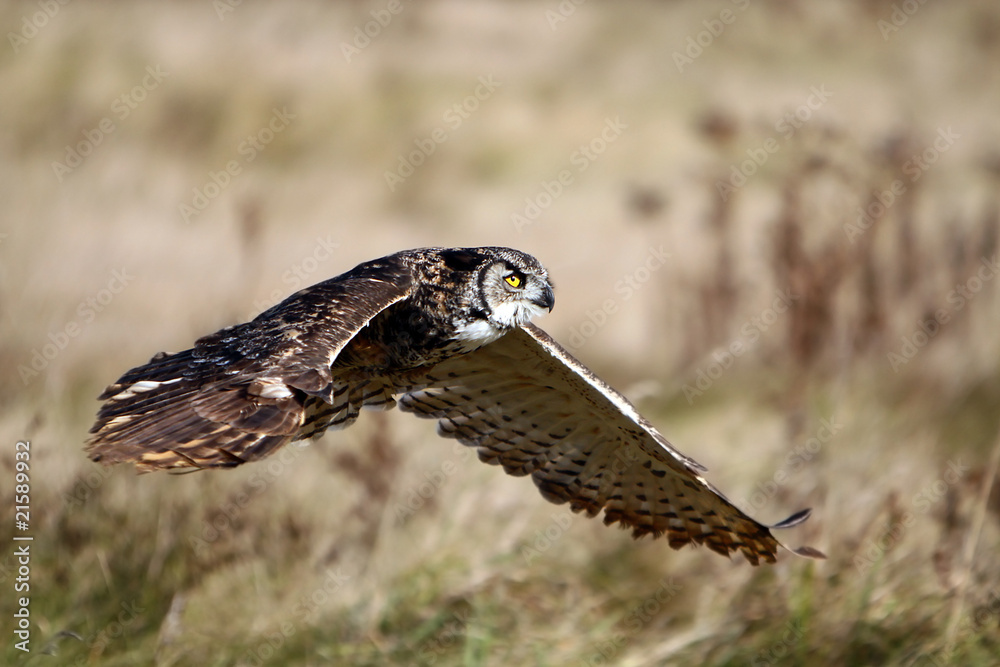 Fototapeta premium Great Horned Owl In Flight