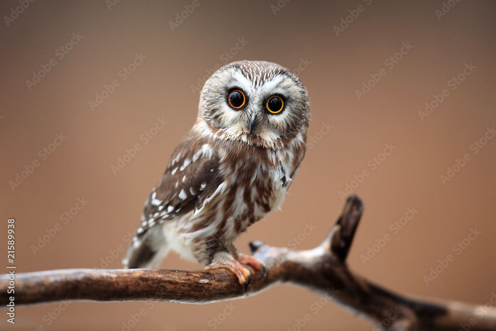 Curious Saw-Whet Owl against blurred background. - obrazy, fototapety, plakaty 