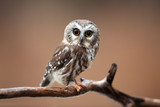 Curious Saw-Whet Owl against blurred background.