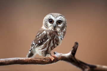 Wandcirkels Uil Nieuwsgierige sawhet-uil tegen wazige achtergrond  © Megan Lorenz