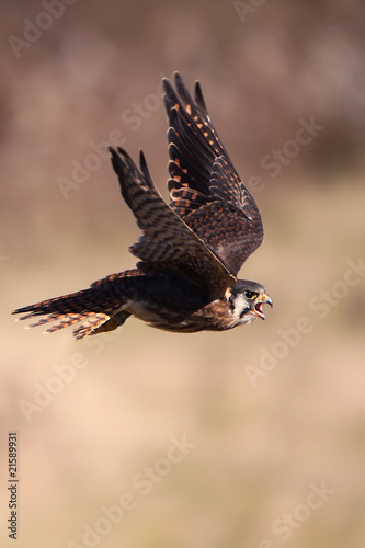 Kestrel In Flight © Megan Lorenz