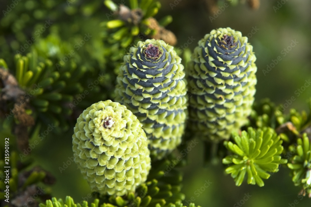 pine branch with cone pine branch with cone