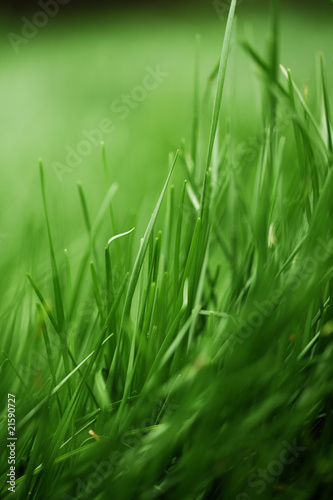Background of fresh grass, shallow depth of field.