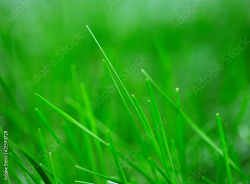 Background of freshly grass, shallow depth of field.