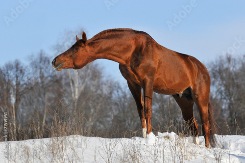 chestnut stallion portrait in winter
