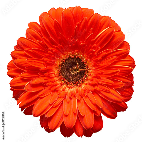 gerbera