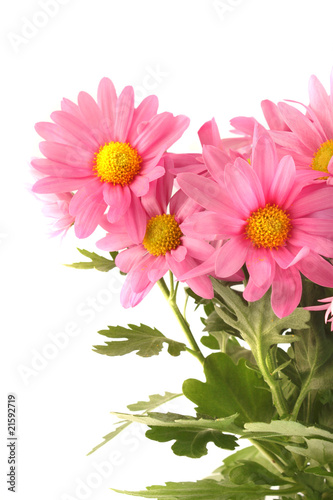 Pink daisy background