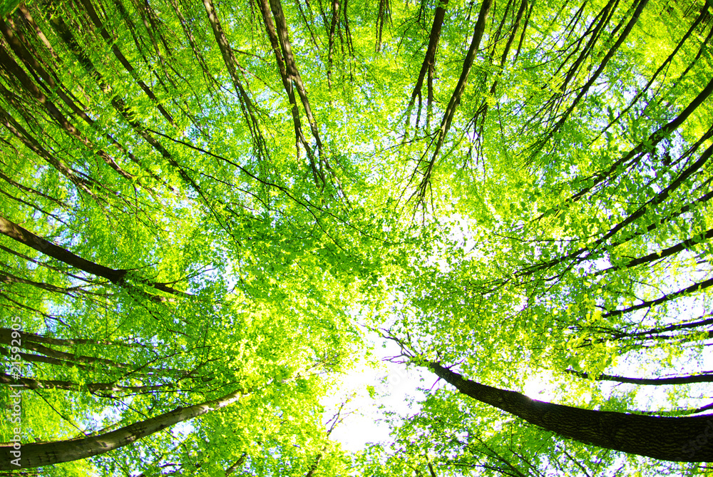Fototapeta premium nature