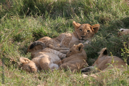 Group of lions laying in high grass (Serengeti National Park). © Achim Baqué