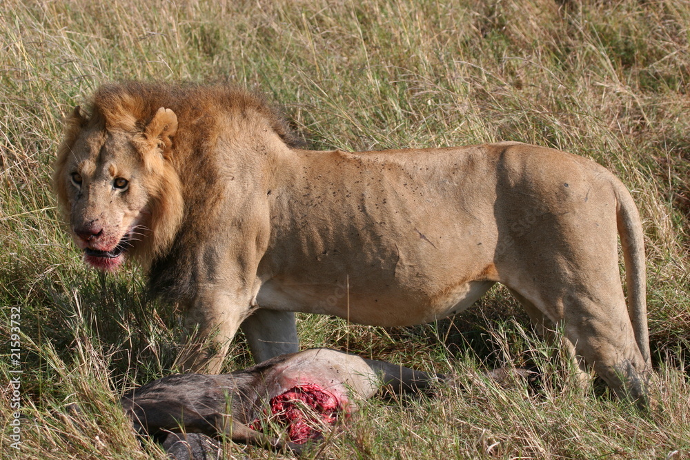 Male lion and prey animal in high grass Male lion and prey animal in high grass