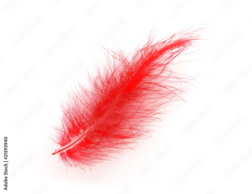 Red feather over white background