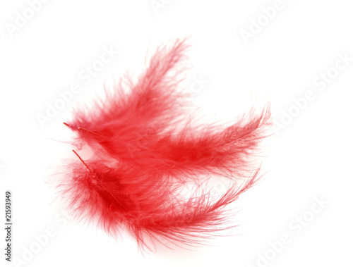 Red feather over white background