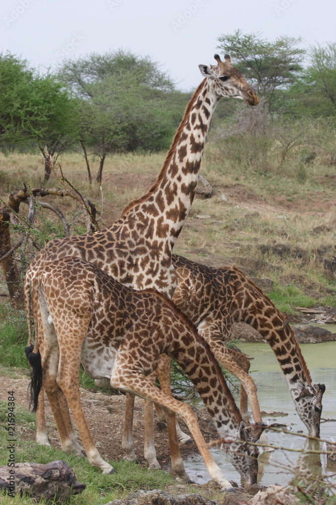 Three Giraffes drinking water in Serengeti National Park Three Giraffes drinking water in Serengeti National Park