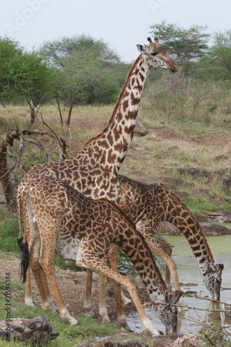 Three Giraffes drinking water in Serengeti National Park