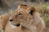 Female lion and prey animal in high grass.
