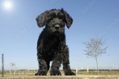 chiot cao de agua photo