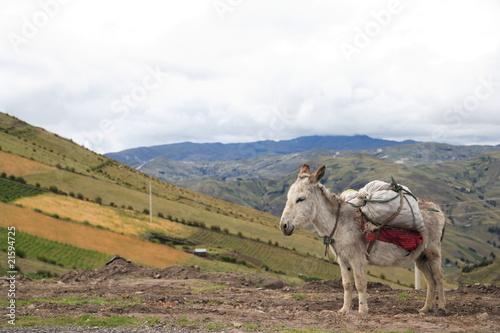 Packed donkey in Peru waiting with landscape in background