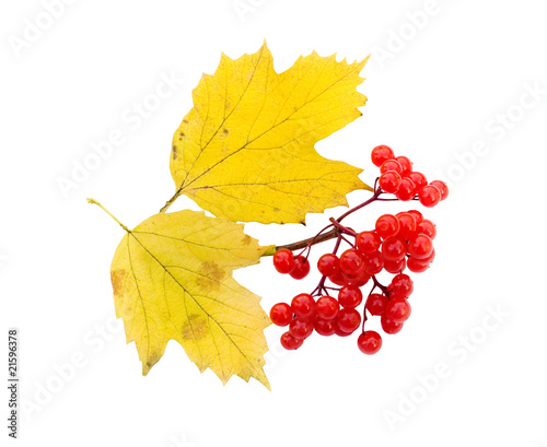 Red berries of a guelder-rose with yellow sheet
