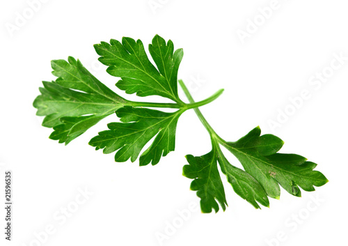 Green leaves parsley