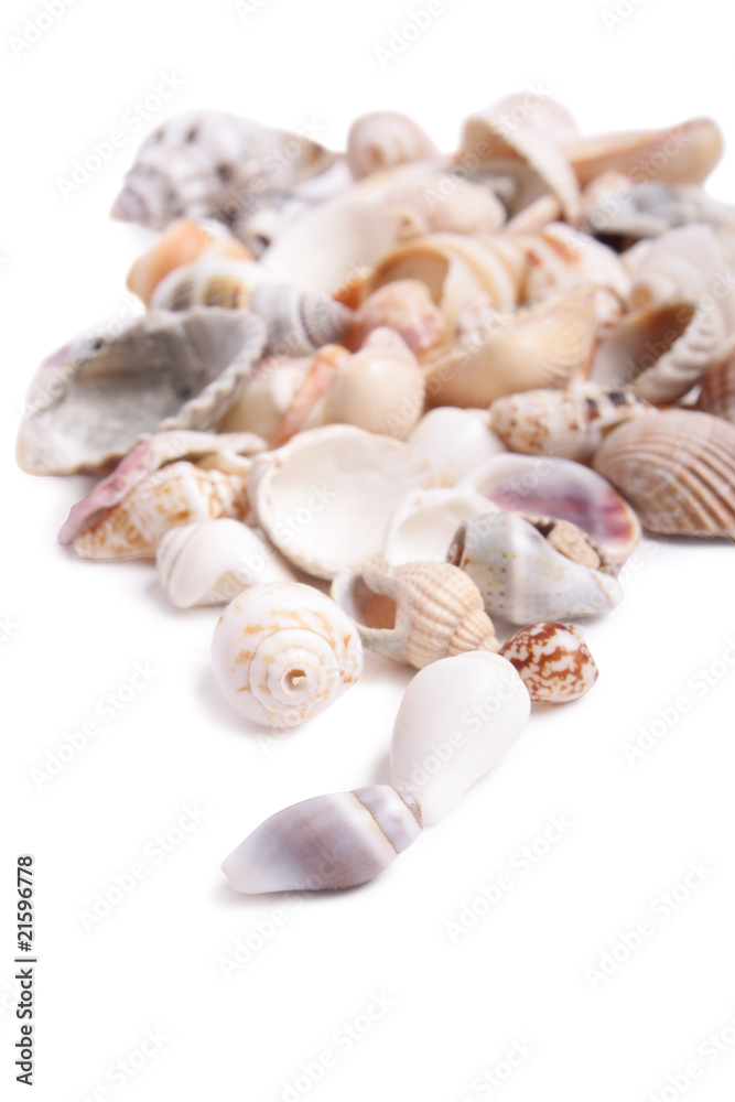Seashell Seashell