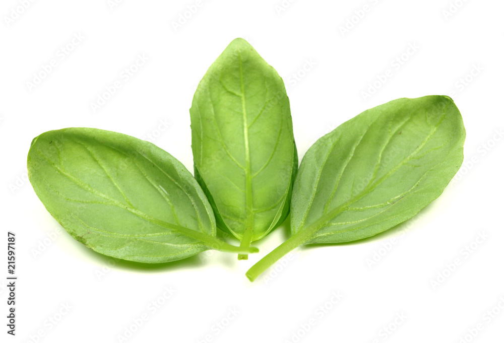 green basil leaves on white background green basil leaves on white background