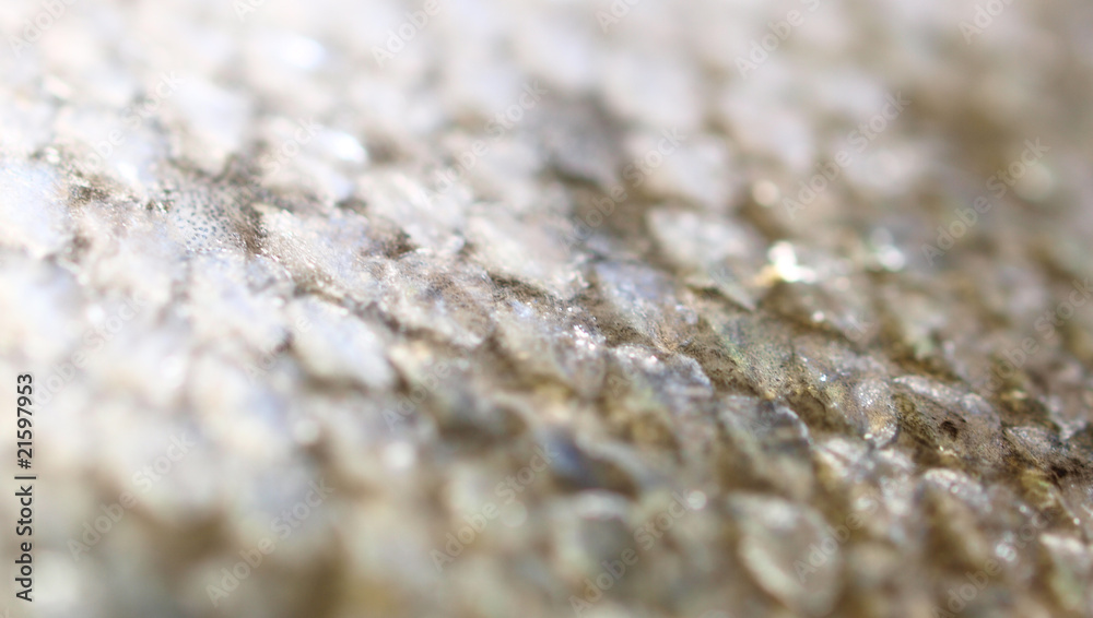 Salmon scales background,macro photo Salmon scales background,macro photo