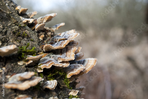 Polyporus mushroom tree on side of tree