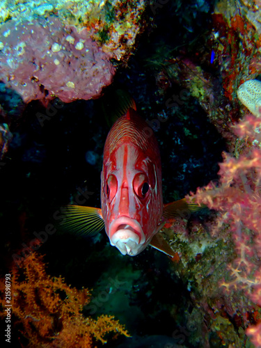 Squirrelfish photo