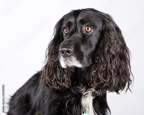 Handsome Cocker Spaniel