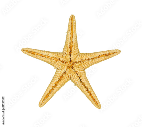 Starfish in detail on white background