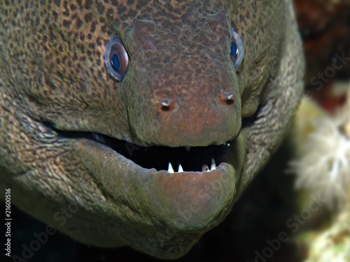 Giant Moray