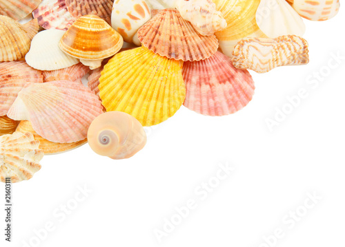 Many seashells on white background