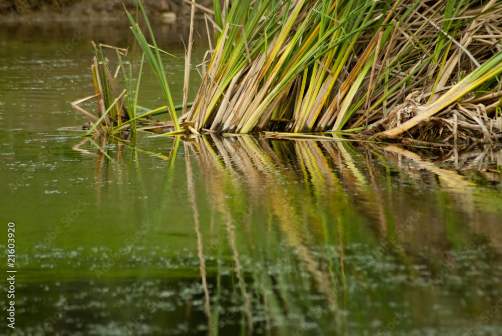 Reeds in pond with reflection Reeds in pond with reflection