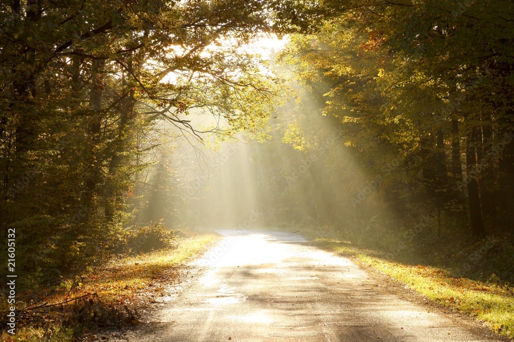 Fototapeta premium Wiejska droga przez las jesienią o wschodzie słońca