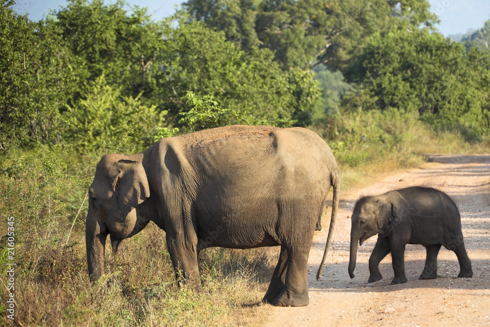 mother and baby elephant