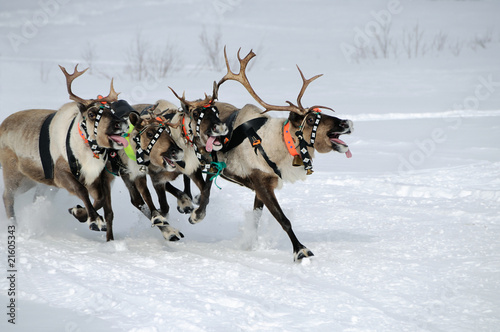 Reindeer race