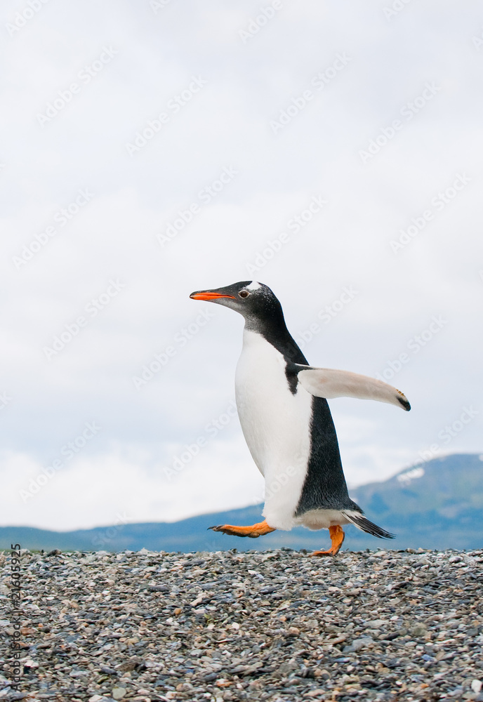 Fototapeta premium gentoo penguin