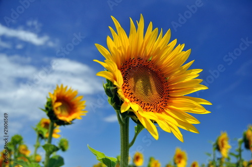 Fleurs de tournesol.