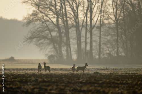 chevreuils © wojciech nowak