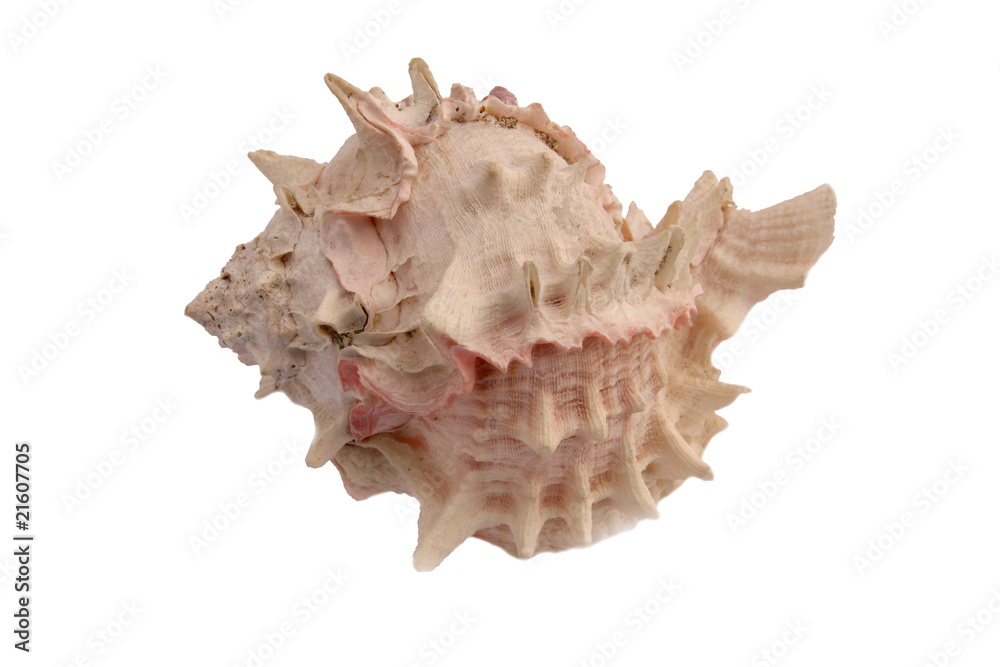 conchiglia conchiglia
