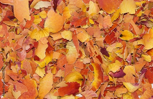 dried rose petals