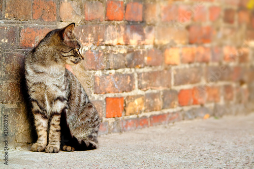 stray cat - Felis catus