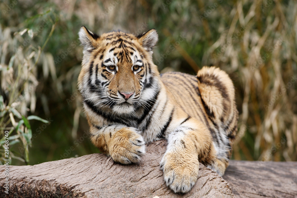 Obraz premium Sibirischer Tiger