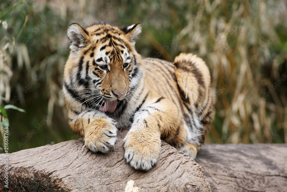 Fototapeta premium Sibirischer Tiger